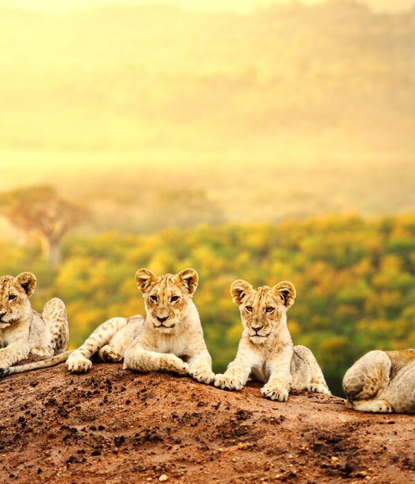 Lions seen on a Game Drive | 15 Day Uganda Safari | 3 day safari to queen elizabeth