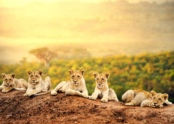 Lions seen on a Game Drive | 15 Day Uganda Safari | 3 day safari to queen elizabeth