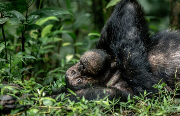 chimpanzee in Kibale Forest | 7 Day Gorilla and wildlife Safari | 11 Day Uganda Rwanda Safari