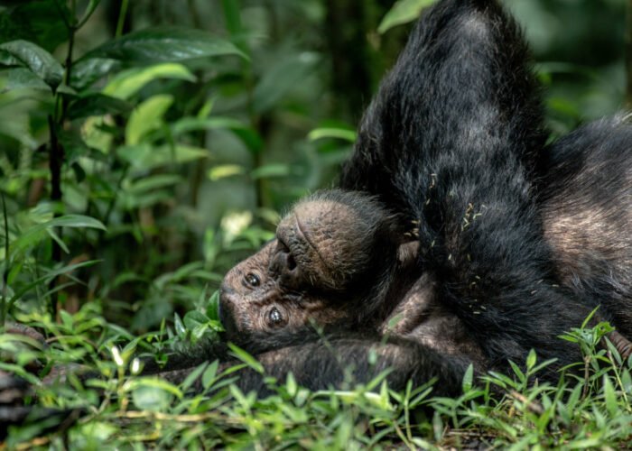 chimpanzee in Kibale Forest | 7 Day Gorilla and wildlife Safari | 11 Day Uganda Rwanda Safari