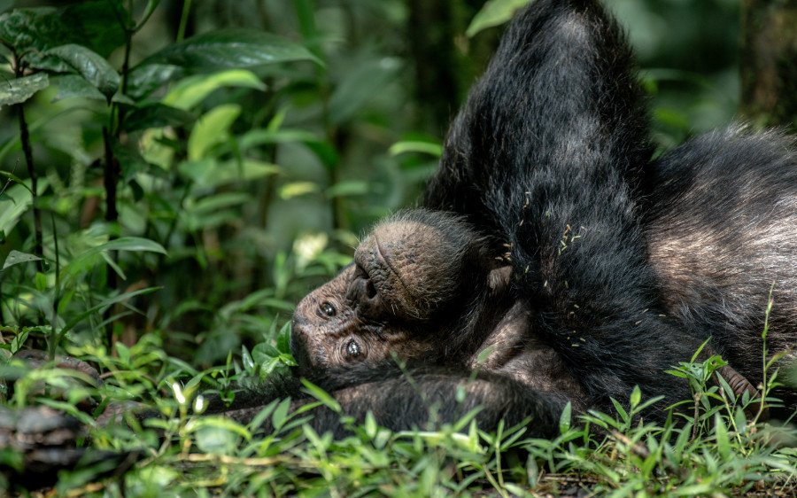 chimpanzee in Kibale Forest | 7 Day Gorilla and wildlife Safari | 11 Day Uganda Rwanda Safari