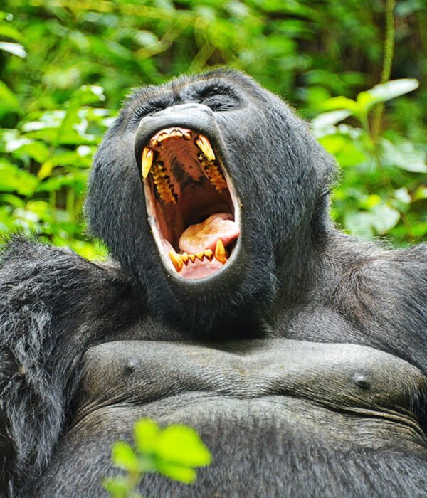 Gorilla Bwindi | Blue adventure Safaris | 7 Day Uganda Gorilla and Wildlife Safari