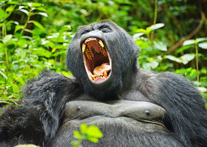 Gorilla Bwindi | Blue adventure Safaris | 7 Day Uganda Gorilla and Wildlife Safari