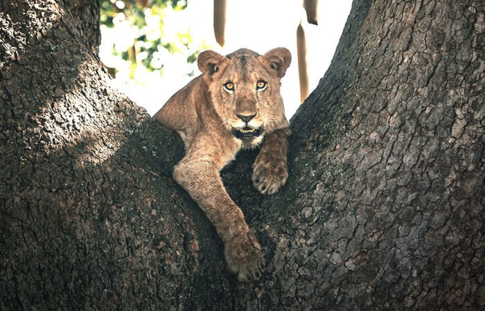 Lion In Queen Elizabeth National Park | 5 day uganda wildlife Safari