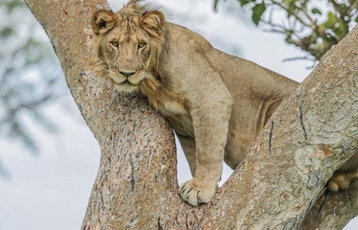 Lion in a tree | 15 day uganda Safari