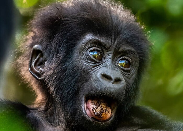 Baby Gorilla in Bwindi | 14 Day Uganda Rwanda Safari