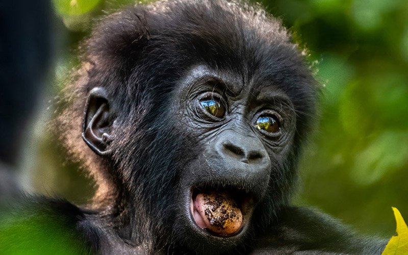 Baby Gorilla in Bwindi | 14 Day Uganda Rwanda Safari