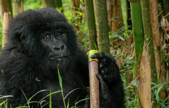 Mountain Gorilla | 4 days Bwindi Gorilla tracking