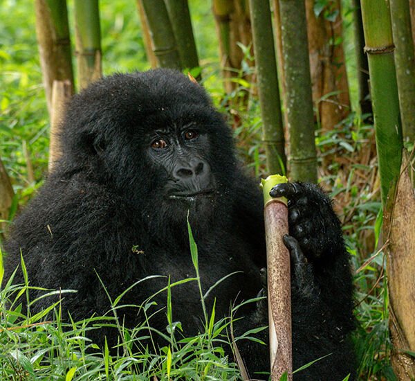 Mountain Gorilla | 4 days Bwindi Gorilla tracking