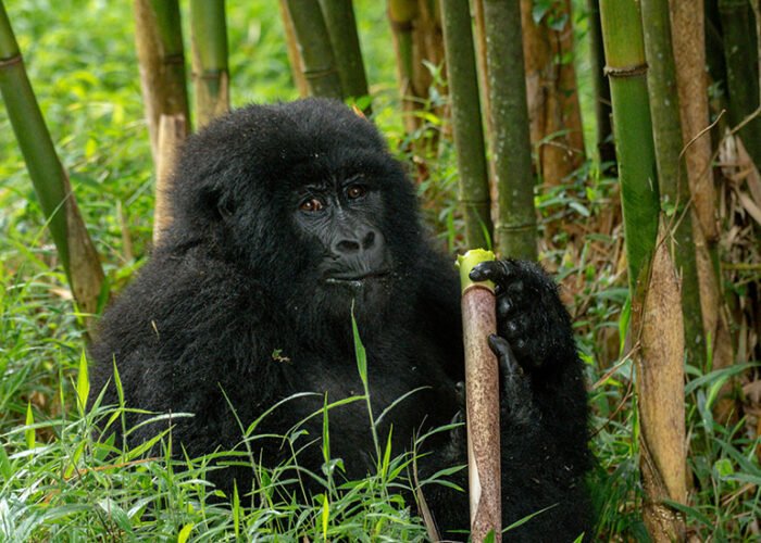 Mountain Gorilla | 4 days Bwindi Gorilla tracking