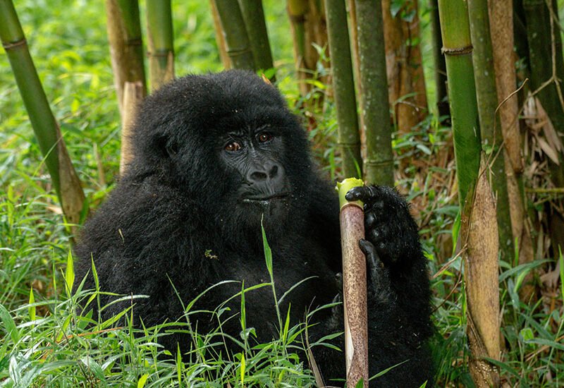 Mountain Gorilla | 4 days Bwindi Gorilla tracking