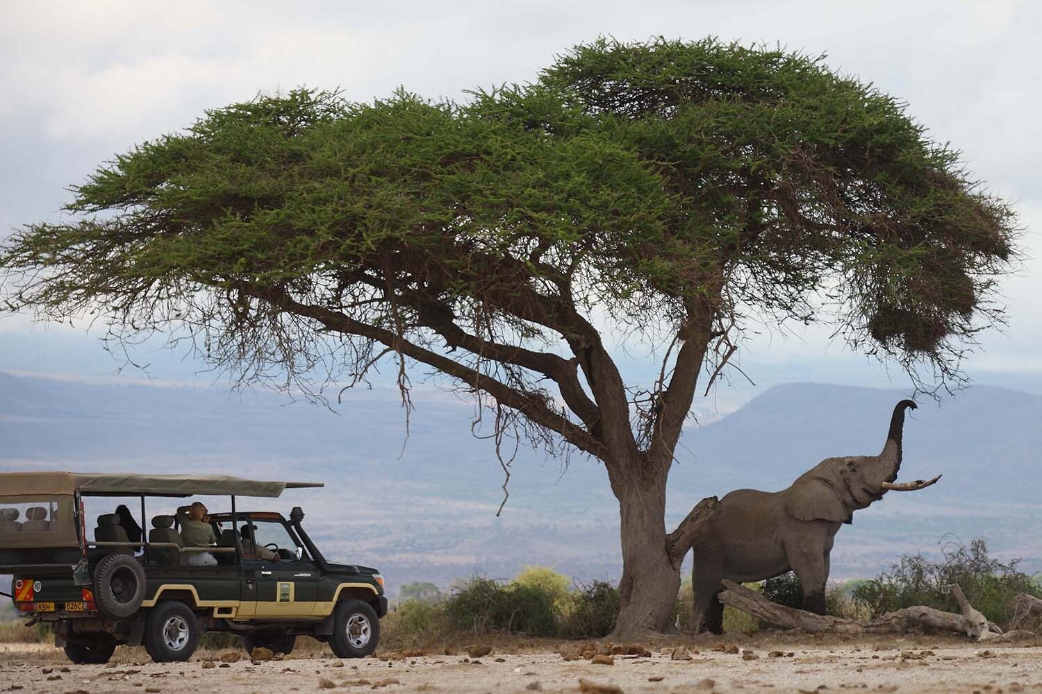 Elephants in Amboseli | 8 Day Kenya Safari and Beach