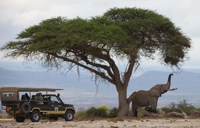 Elephants in Amboseli | 8 Day Kenya Safari and Beach