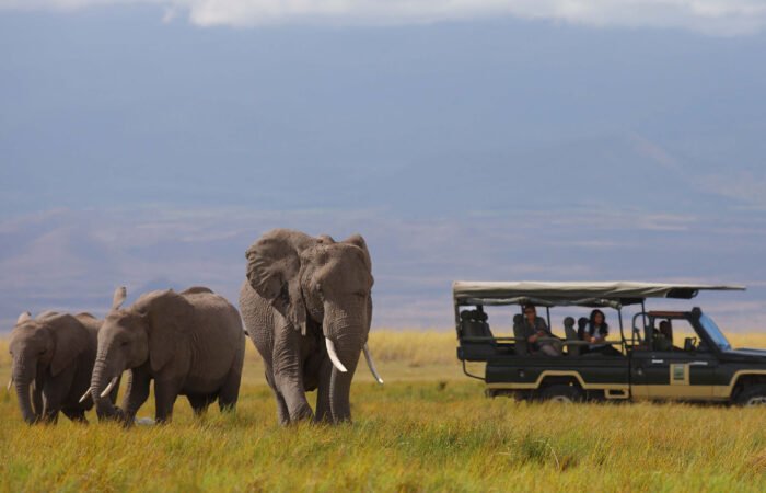 Elephants in Amboseli | 8 Day Kenya Safari and Beach | 6 Day Kenya Wildlife and beach