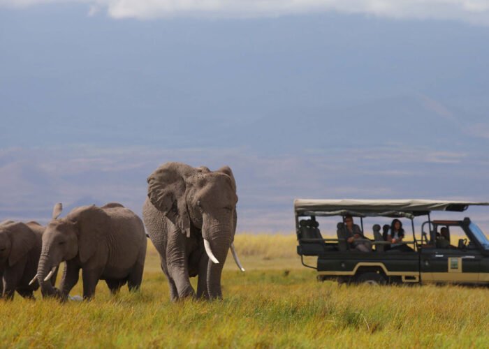 Elephants in Amboseli | 8 Day Kenya Safari and Beach | 6 Day Kenya Wildlife and beach