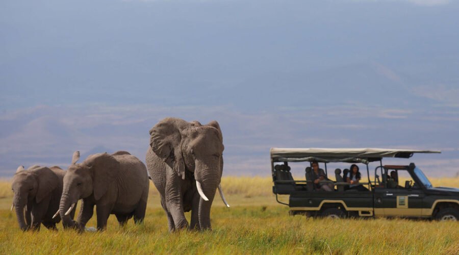 Elephants in Amboseli | 8 Day Kenya Safari and Beach | 6 Day Kenya Wildlife and beach