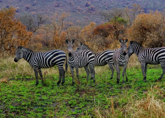 Zebras in Akagera National Park | 5 Day Uganda Rwanda Safari