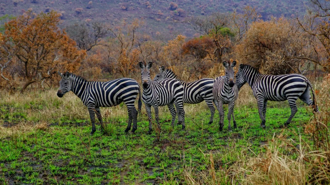 Zebras in Akagera National Park | 5 Day Uganda Rwanda Safari