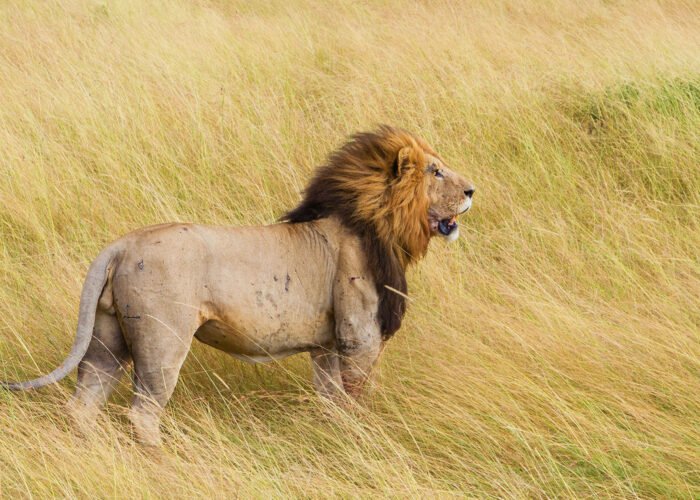 8 Day Kenya Safari and Beach | Lion in Masai Mara