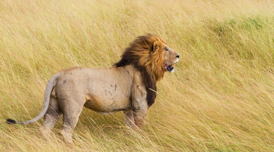 8 Day Kenya Safari and Beach | Lion in Masai Mara