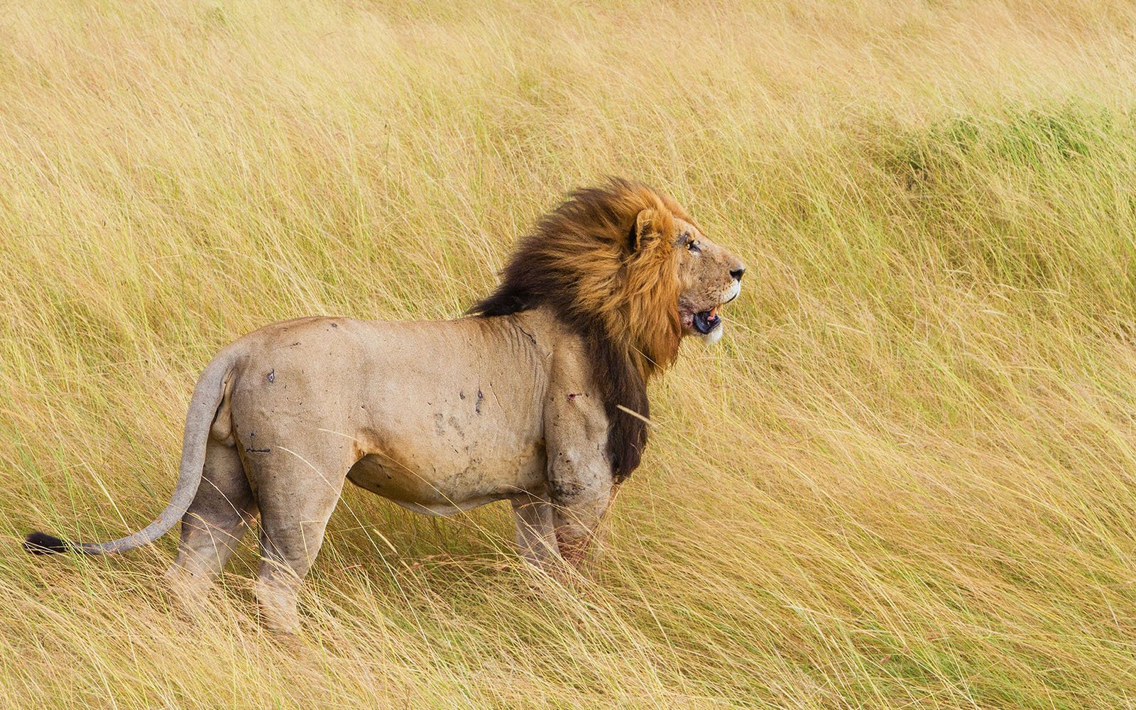 8 Day Kenya Safari and Beach | Lion in Masai Mara